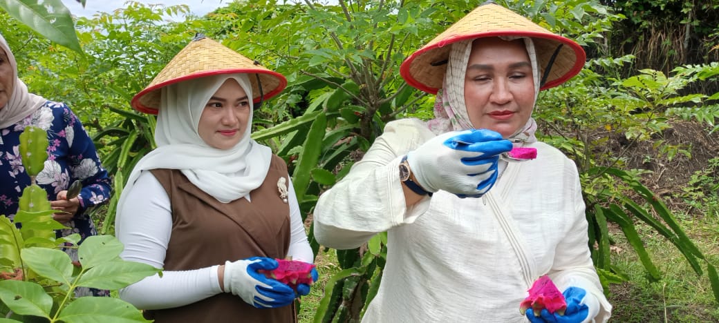 Kak Ana dan Ny. Nuri Nikmati Manisnya Buah Naga Ie Meulee, Agrowisata Sabang Dinilai Miliki Masa Depan Cerah